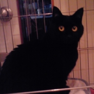 黒猫女の子の家族募集！