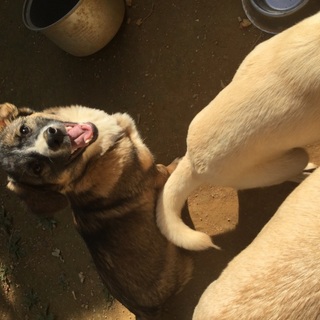 可愛がってくれる里親さん募集中^_^