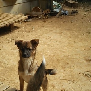 可愛がってくれる里親さんを募集してます^_^