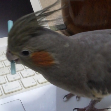 ストローの噛み心地がクセになるまめたん(^^)