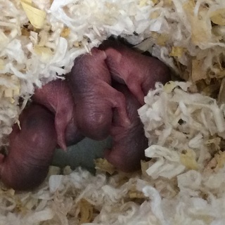 ジャンガリアンハムスター ノーマル 2月18日産