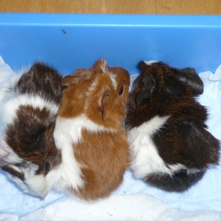 生後３週 モルモットの里親様募集します。