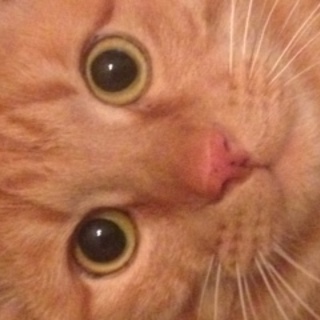 大きい　８kg　素晴らしい癒し上手な猫ちゃん