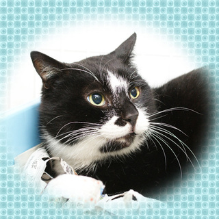  【SOS!箱根レスキュー猫】顎髭カラーの翔君