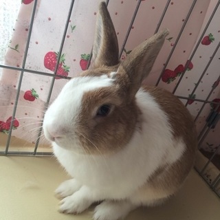 うさぎ オス