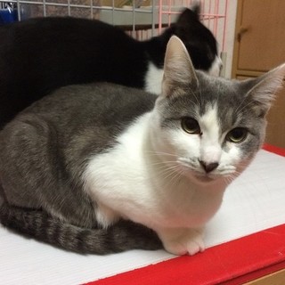 白×グレー（縞あり）　の女の子です♪