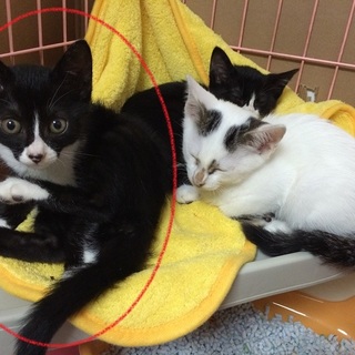 タキシードカラーの女の子①