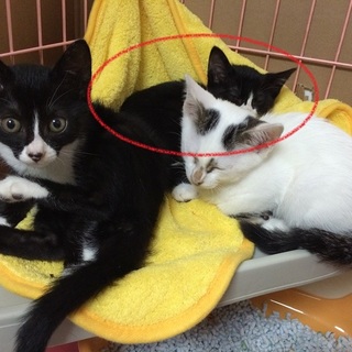 タキシードカラーの女の子②