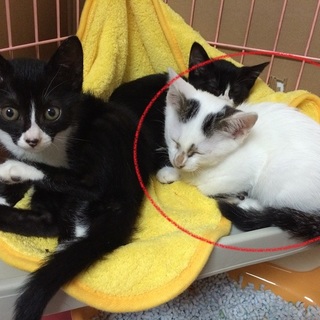 白×雉トラぶち　の元気な男の子