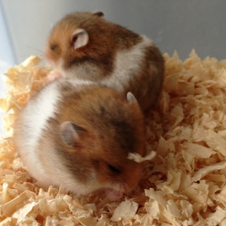 1月25日生まれ☆ゴールデンハムスター