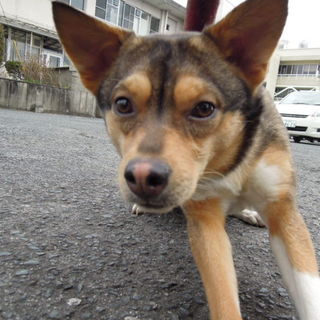 多頭飼育のところより引取られた中型の女の子です。