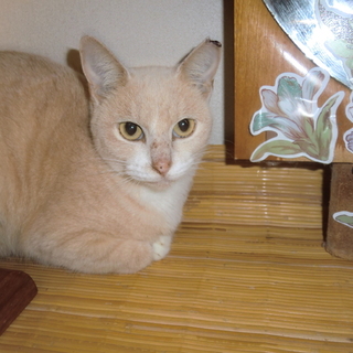 この子の家族になって下さい