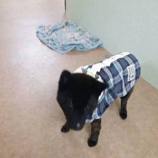 この子を救って下さい！