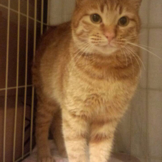 とっても飼いやすい子です。