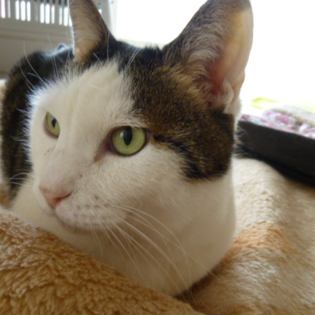 トーニャ@ネコノミライのカバー写真