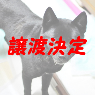 あずき：怖がりだけど甘えたい甲斐犬♀