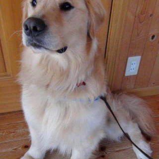 ゴールデンの男の子、レオくんです☆