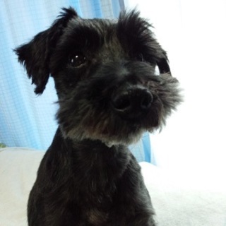 寂しがり屋の甘えん坊　Ｍシュナウザー