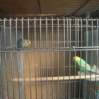 インコの里親募集