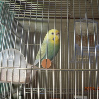 インコの里親募集