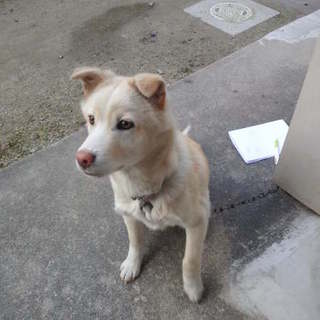 【締め切りました】三原署収容の子犬ｸﾘｰﾑ