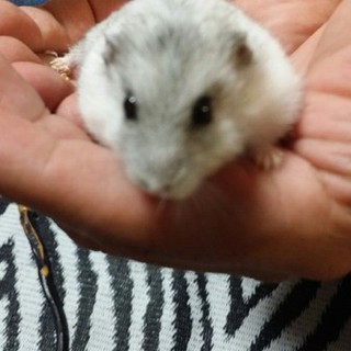 ジャンガリアン♀２匹 母＆子