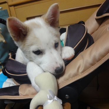 バウンサー占領中