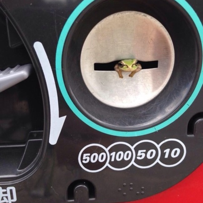 あかねコハルのカバー写真