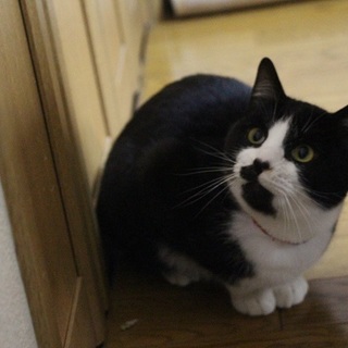 サクは優しくて大人しい９ヵ月の男の子