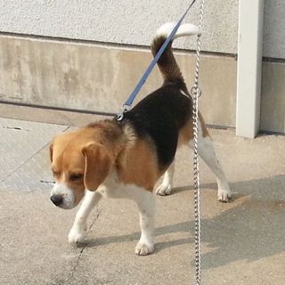 神戸・淡路のビーグルです（オス）