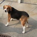 神戸・淡路のビーグルです（メス）