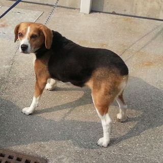 神戸・淡路のビーグルです（メス）