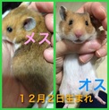 ゴールデンハムスター里親募集‼︎