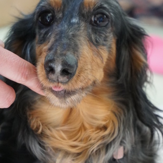 人も犬も大好きシルバーダップル　苺