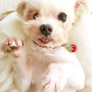 可愛い癒し系のルカくん