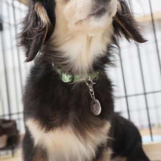 沢山のご応募ありがとうございました　ヨモギ