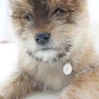 パピーMix（テリア・柴系）　【ひかり】