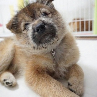 パピーMix（テリア・柴系）　【つぼみ】