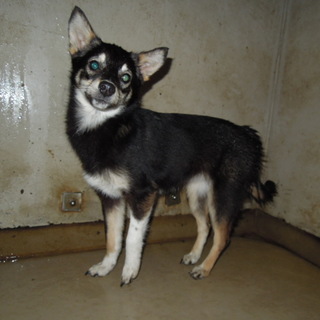 緊急！！多頭飼育のところより引取られた中型女の子