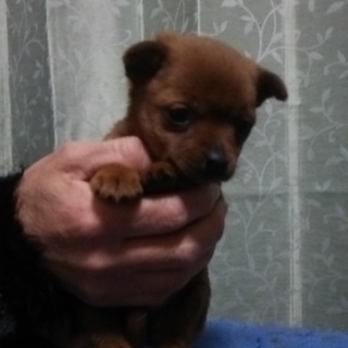 私の飼い主になって