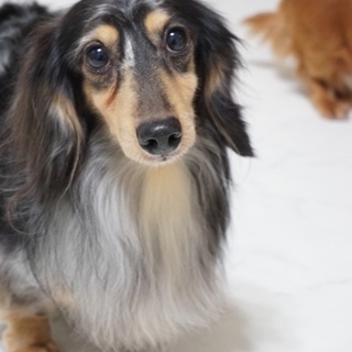 沢山のご応募ありがとうございました　叶（かなう）