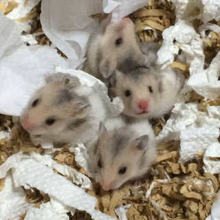 ゴルハムの赤ちゃんオス1匹