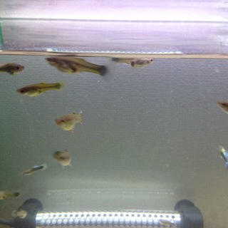 グッピー稚魚(20～30) 外国産 MIX