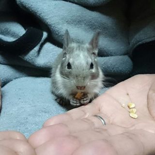 ２か月のメスのブルーデグーの里親さん募集