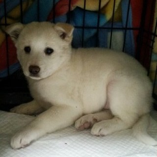 飼い主さんが決まりました！