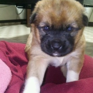 ぼう君・生後３週間のオス・予約飼い主さん募集中