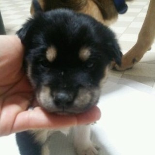 まゆ君・生後３週間のオス・予約飼い主さん募集