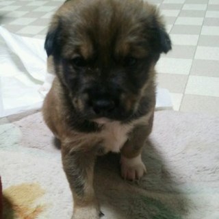 ちょこ君・生後３週間オス・予約飼い主さん募集