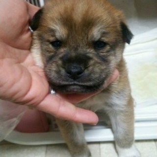 もか君・生後３週間オス・予約飼い主さん募集