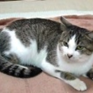 平ちゃん　3歳くらいの男の子